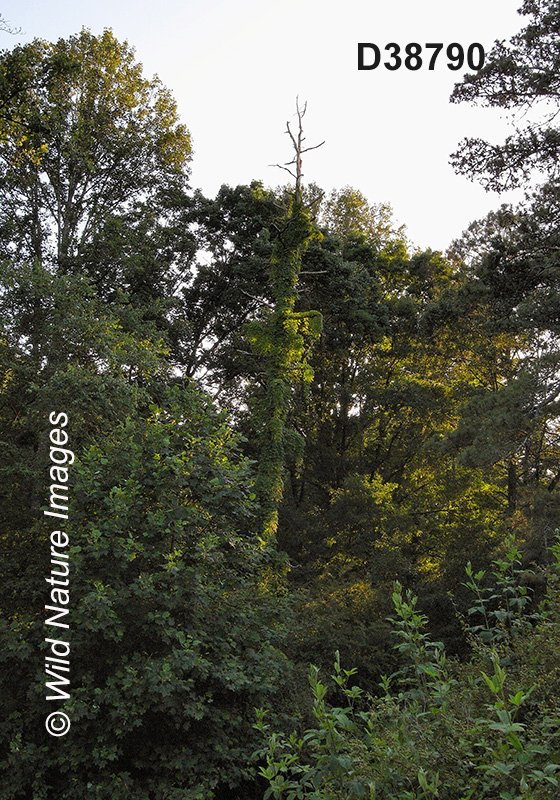 Southeastern Mixed Forests 